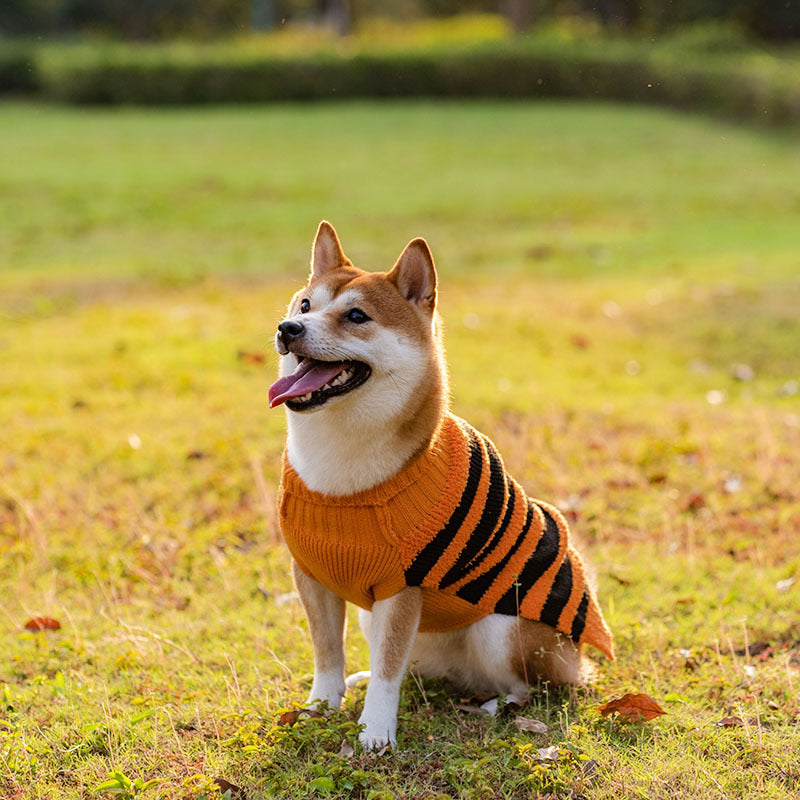 Halloween Pet Pumpkin Sweater