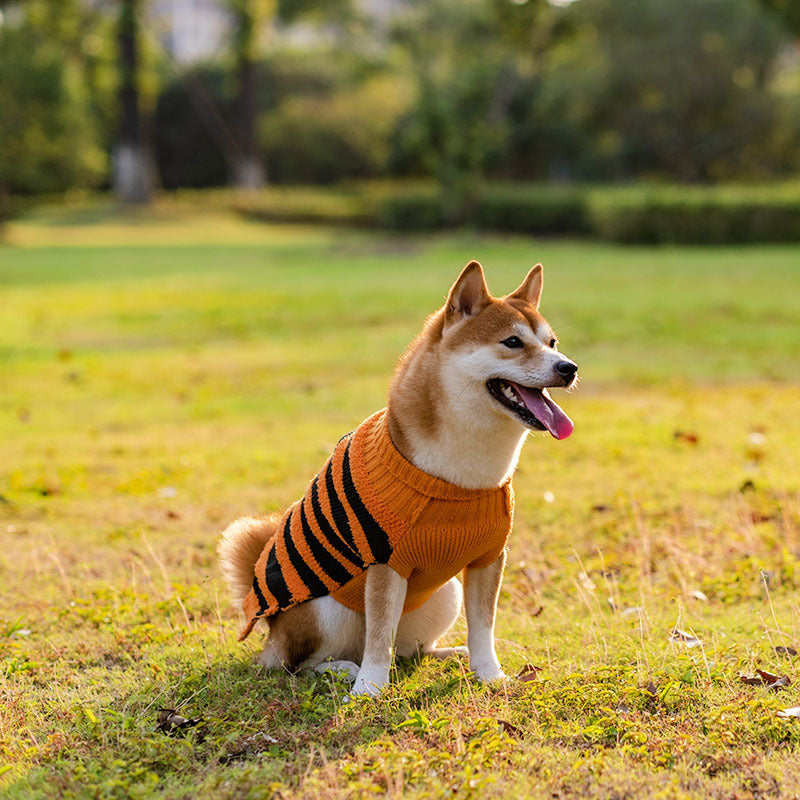 Halloween Pet Pumpkin Sweater