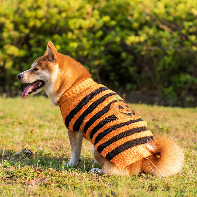 Halloween Pet Pumpkin Sweater